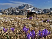 74 Crocus vernus bianchi e violetti con Arera
